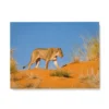 Affiche Lionne