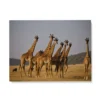 Afrique Girafe Tableau