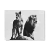 Cadre Lion Lionne Noir Et Blanc