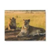 Lion Et Lionne