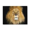 Poster Mural Lion