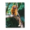 Toile Singe Multicolore