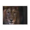 Toile Tableau Lion