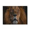 Toile Tete De Lion