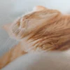 Affiche De Chat – Image 5