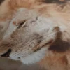 Affiche De Lion – Image 5