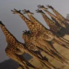 Afrique Girafe Tableau – Image 5