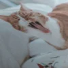 Cadre Avec Chat – Image 5