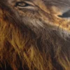Cadre Avec Lion – Image 5