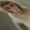 Cadres Singe – Image 5