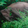 Décoration Jungle – Image 5