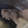 Grand Cadre Lion – Image 5