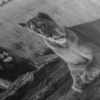 Grand Tableau Lion – Image 5