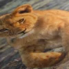 Grande Toile Lion – Image 5