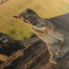 Lion Et Lionne – Image 5