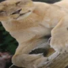 Poster Lionne – Image 5