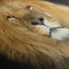 Poster Mural Lion – Image 5