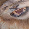 Poster Tete De Lion – Image 5