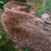 Singe Tableau – Image 5