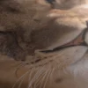 Tableau Decoration Lion – Image 5