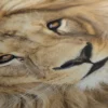 Tableau Tete De Lion – Image 5