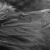 Tableau Toile Lion – Image 5