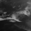 Tableaux Loup – Image 5