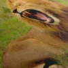 Toile Imprimée Lion – Image 5