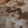 Toile Lion Lionne – Image 5