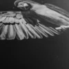 Toile Murale Perroquets – Image 5