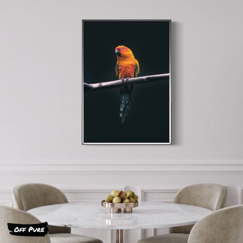 perroquet-orange