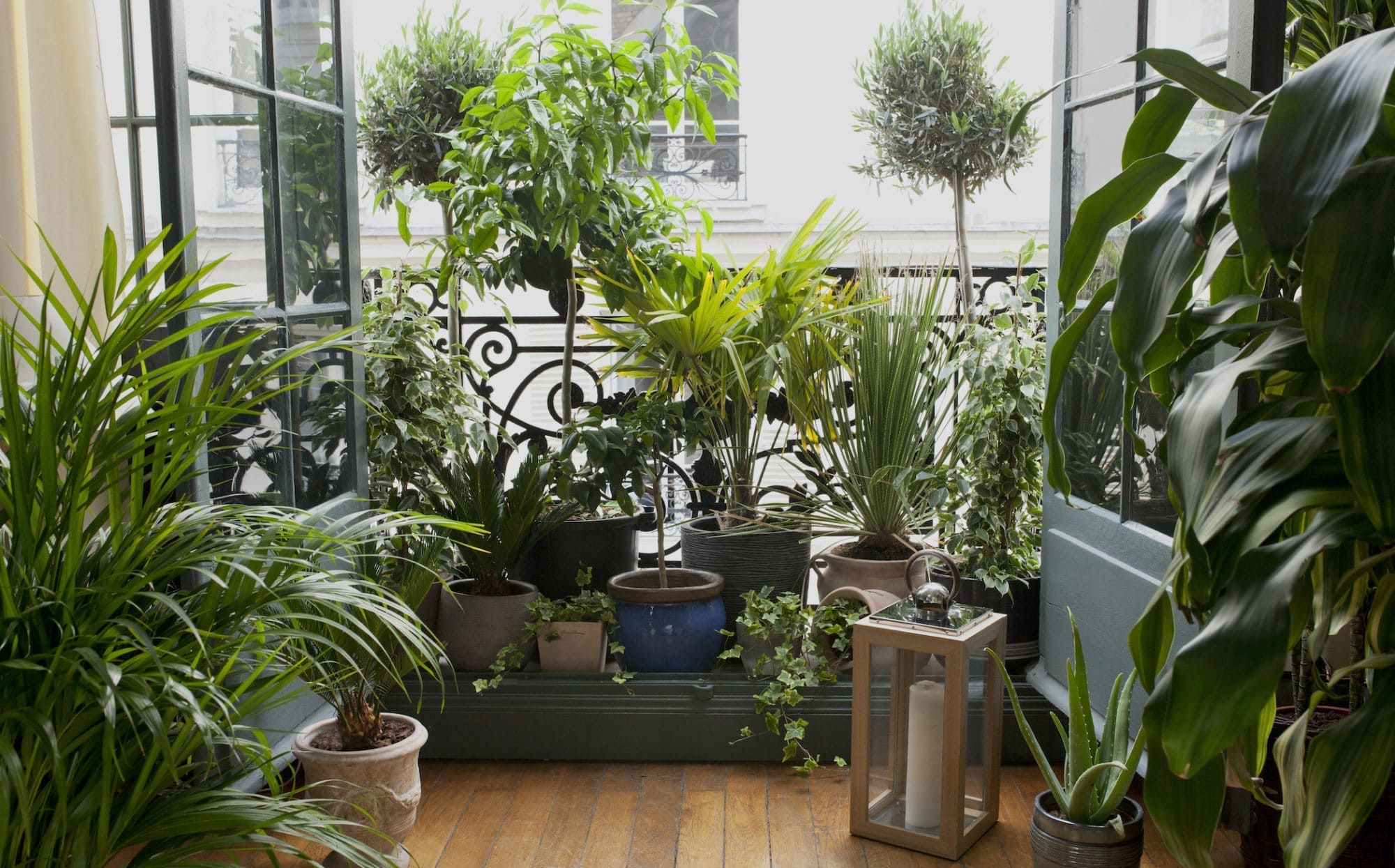 Comment décorer son logement avec des plantes ?