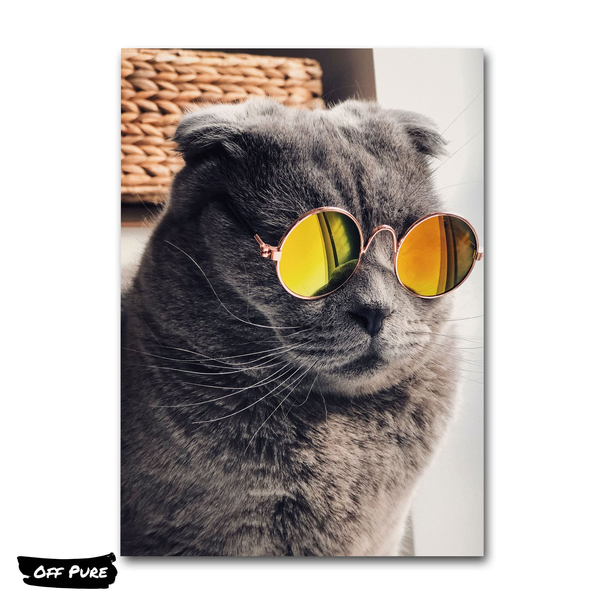 Chat lunettes discount