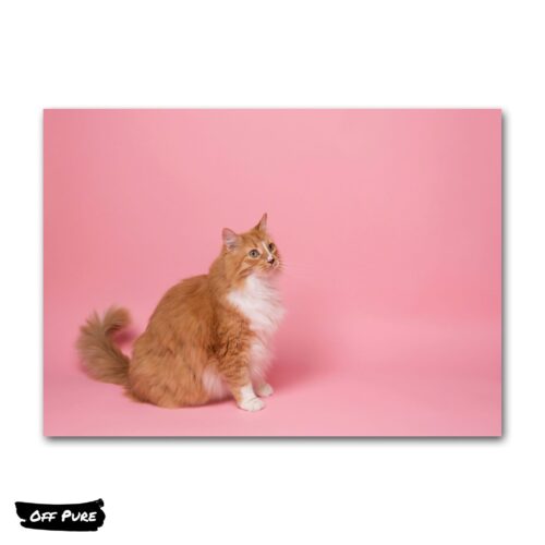 tableau-chat-colore-poster