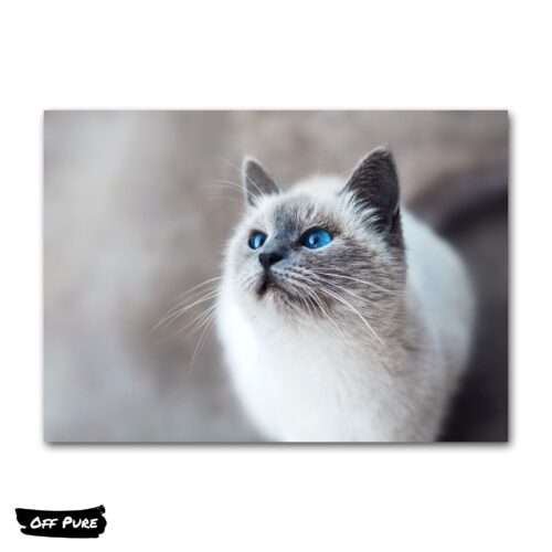 oeuvre-dart-chat-poster