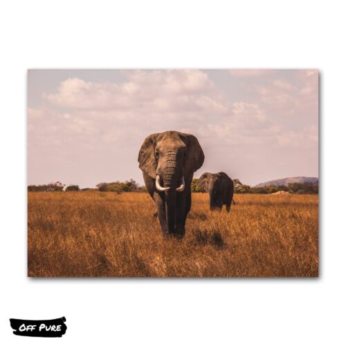 poster-elephant-elephants-afrique