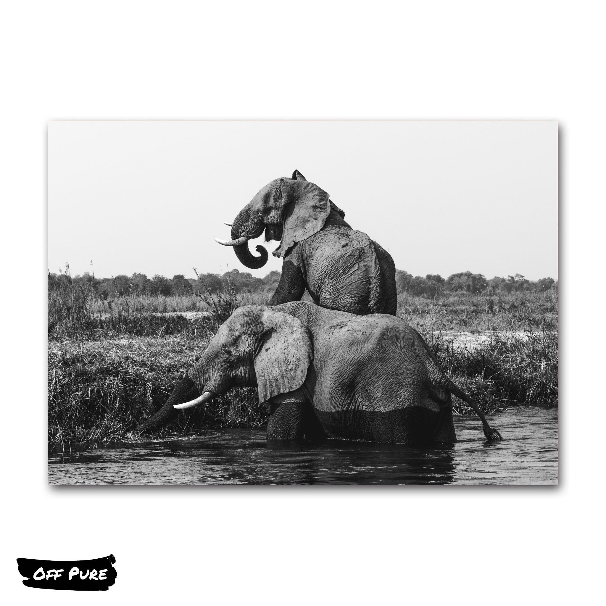 Peinture Elephant Noir Et Blanc