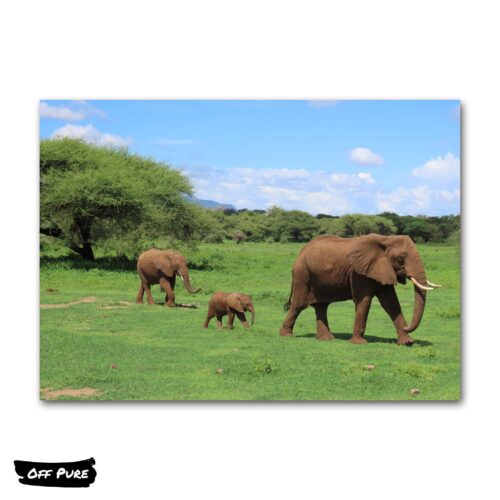 poster-elephant-petite-famille