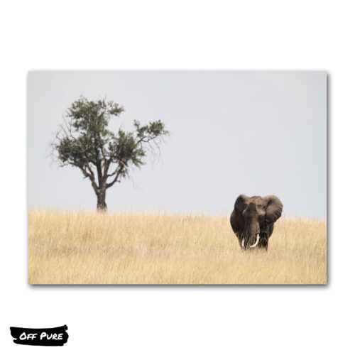 poster-elephant-savane-africaine