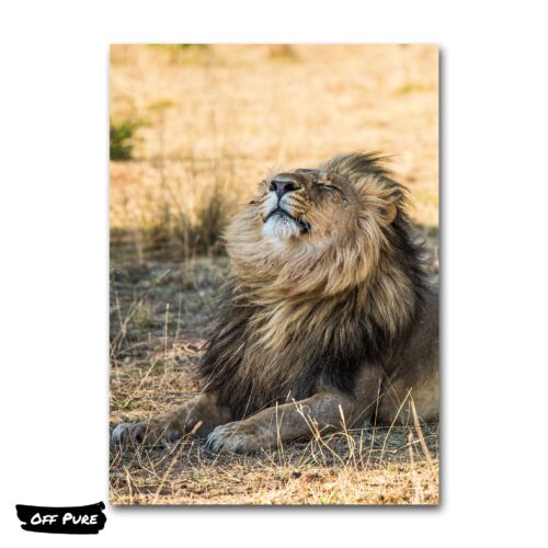 toile-lion-poster