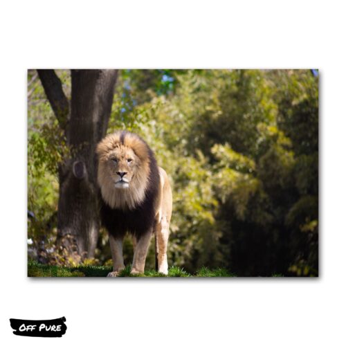 photo-lion-poster