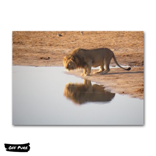 toile-lion-couleur-poster