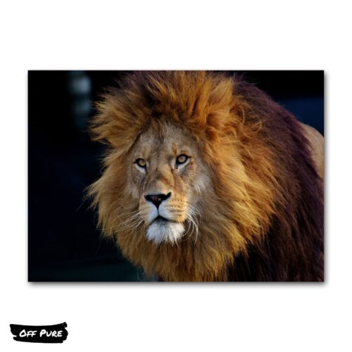 poster-de-lion-poster