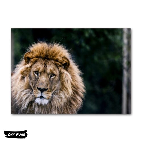 poster-lion-couleur-poster