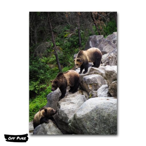 tableau-ours-montagne-poster