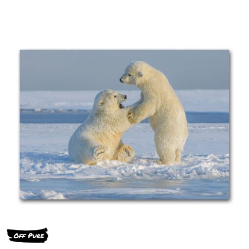 cadre-ours-polaire-blanc-poster