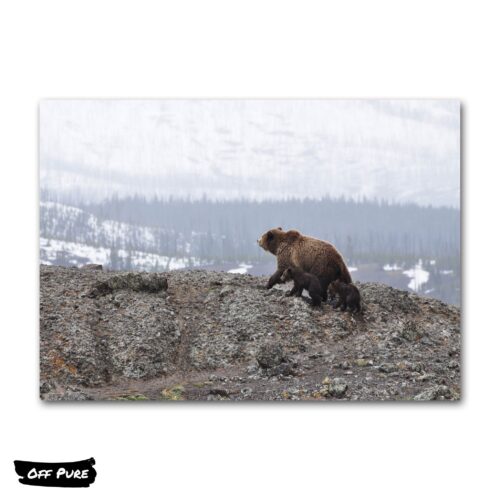 tableau-montagne-ours-poster