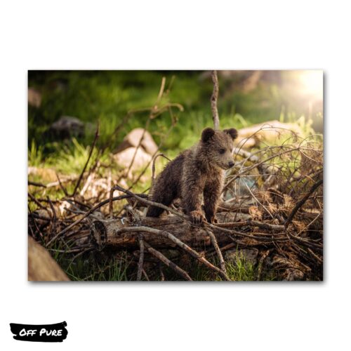 photo-sur-toile-ours-poster