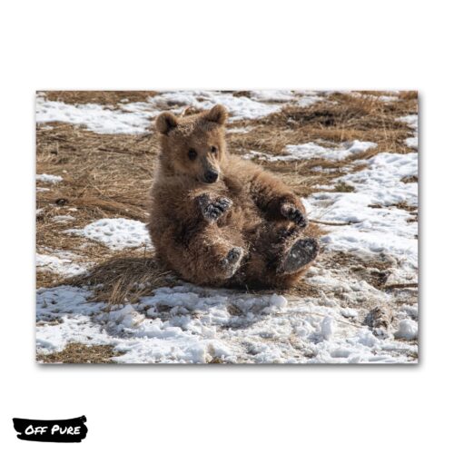 photo-sur-toile-ours-brun-poster