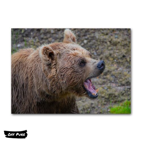 toile-tete-ours-poster 